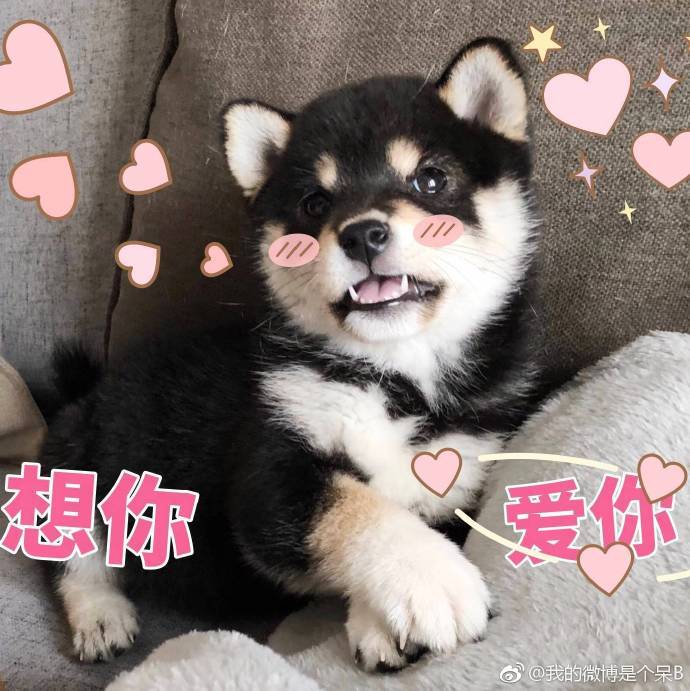 聊天表情包,听说最近流行小奶狗了!