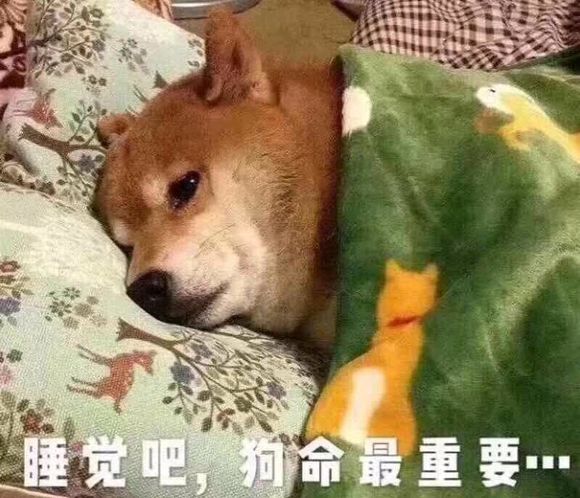 可爱狗狗搞笑表情包:理我一下吧,哪怕只有一句话!