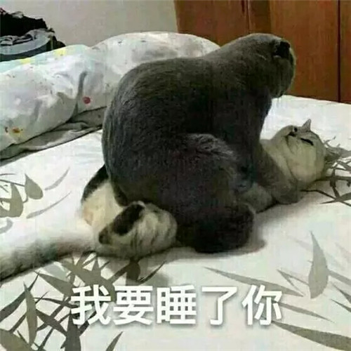 高冷猫主子趣味表情包:那么凶干嘛,我也很怂的!