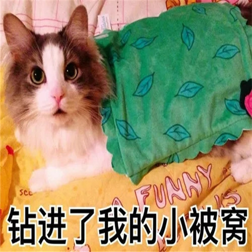 呆萌猫咪表情包,钻进我的小被窝