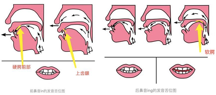 你要清楚知道"硬腭前部"与"软腭"的具体位置在哪儿?