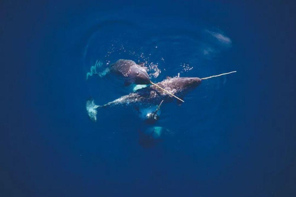 寻找真实的海怪