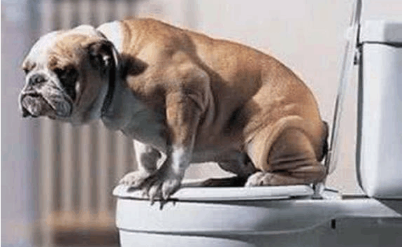 通过爱犬的粪便进行健康检查 看点快报