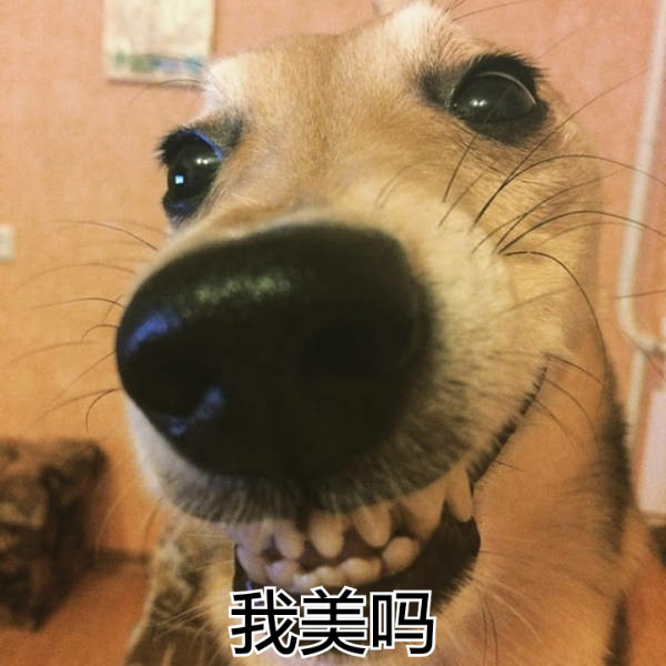 搞笑,表情包,囧图