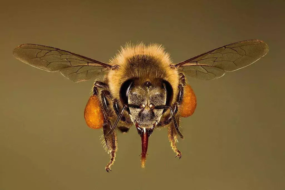 蜜蜂的翅膀那么小,为什么却能飞起来?