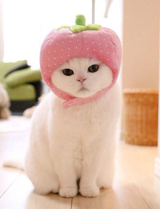 我是可爱又美丽的猫咪,草莓帽子一带我就是主人眼中的小可爱.