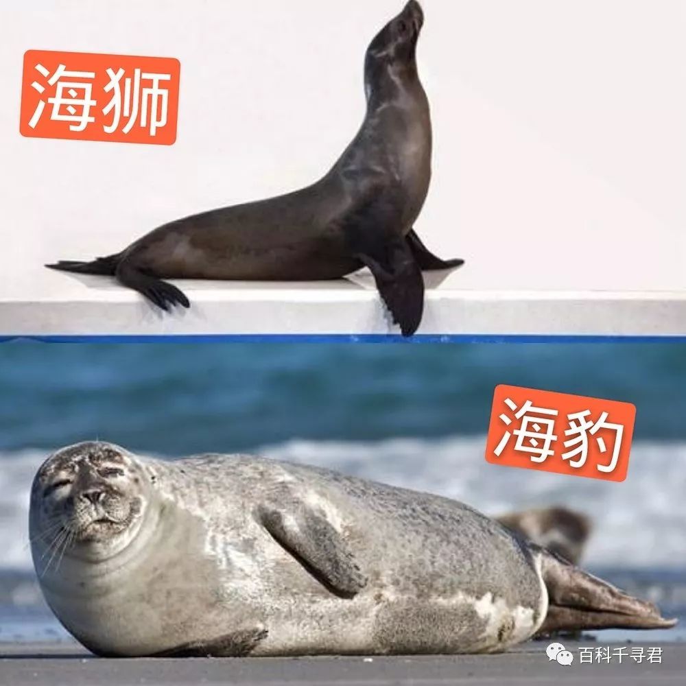 海洋哺乳动物有哪些?它俩被多数人忽略了,海豹海狮其实很好区分