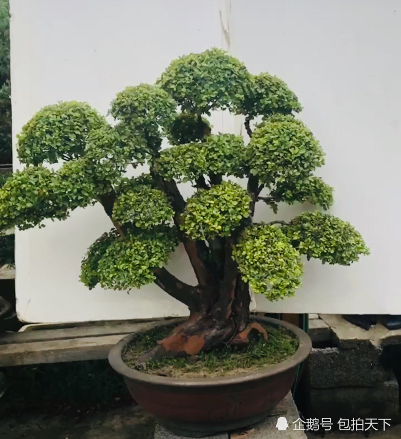 盆景欣赏:园艺师制作的老桩盆景 造型奇特古朴自然 姿态优美