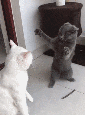 gif搞笑趣图:你的嘴太厉害了,这么一大杯竟然三秒喝完!