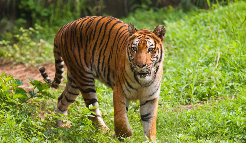 印度野生虎数量4年间增长33%,为何印度在老虎保护上如此出众