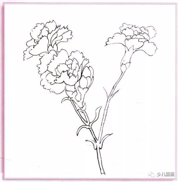 中国写意画超细致讲解 花卉综合篇:康乃馨
