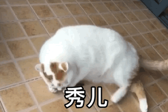 搞笑一组猫咪动态表情包,我想那个了