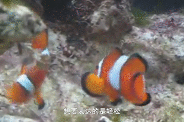你能读懂小丑鱼的身体语言吗竟然有这么多不为人知的含义