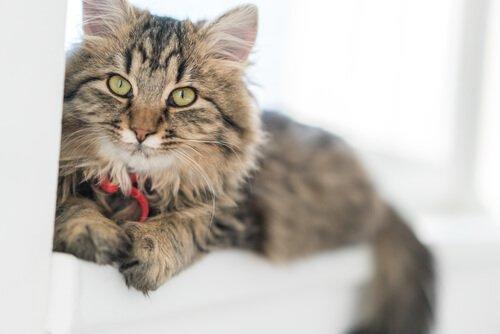 猫的皮肤肿瘤 看点快报