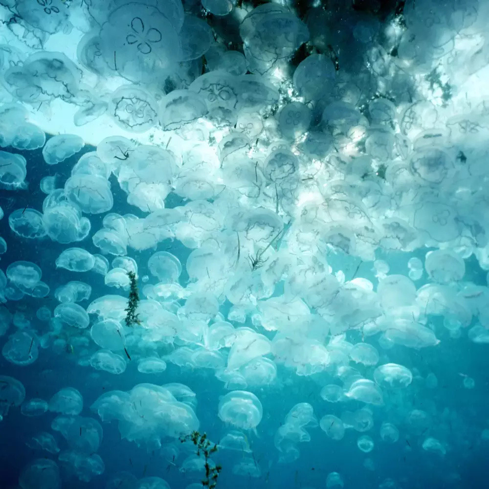 海洋生物,鉴定水母和果冻状动物