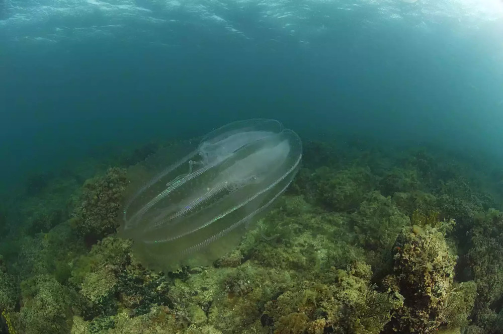 海洋生物,鉴定水母和果冻状动物