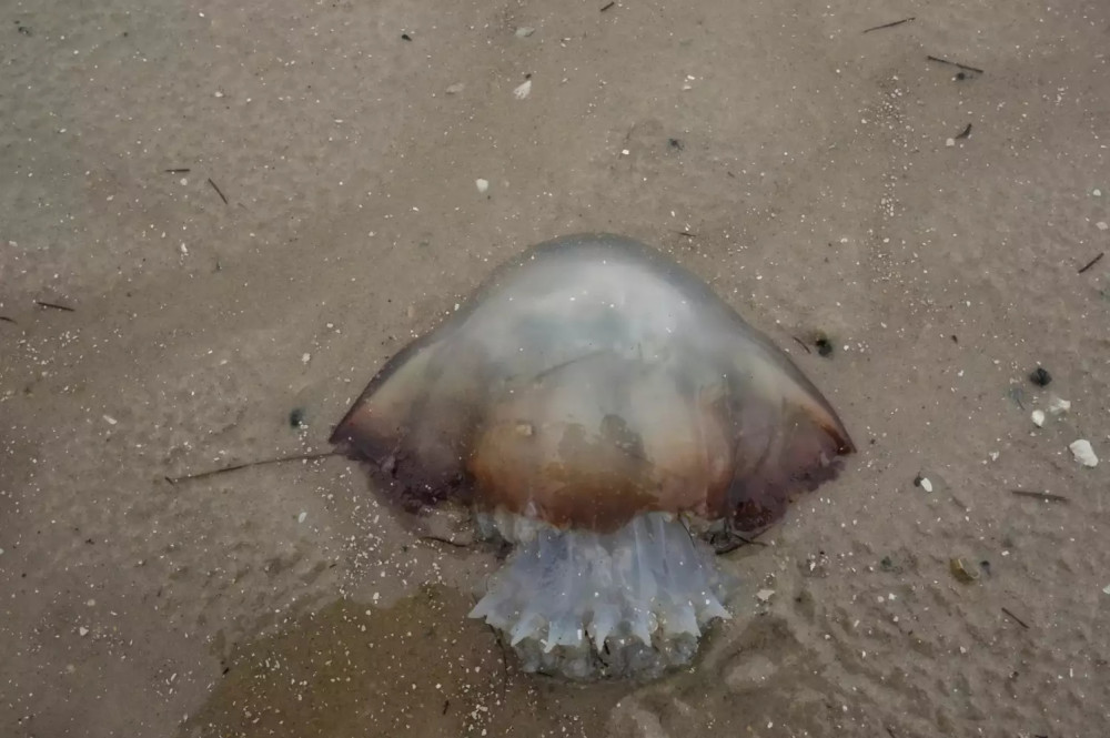 海洋生物,鉴定水母和果冻状动物