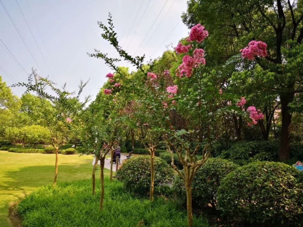 沪上这些公园里的紫薇花盛开!不要错过哦