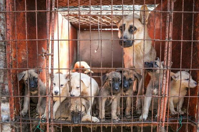 狗狗不良习惯可能到家前就养成 犬舍环境复杂 养狗请先了解清楚 看点快报
