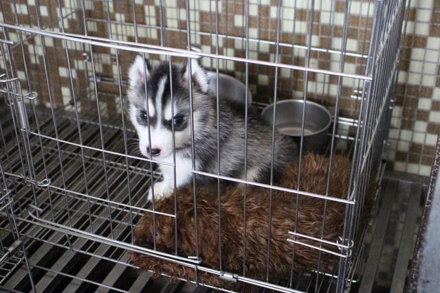 狗狗不良习惯可能到家前就养成 犬舍环境复杂 养狗请先了解清楚 看点快报