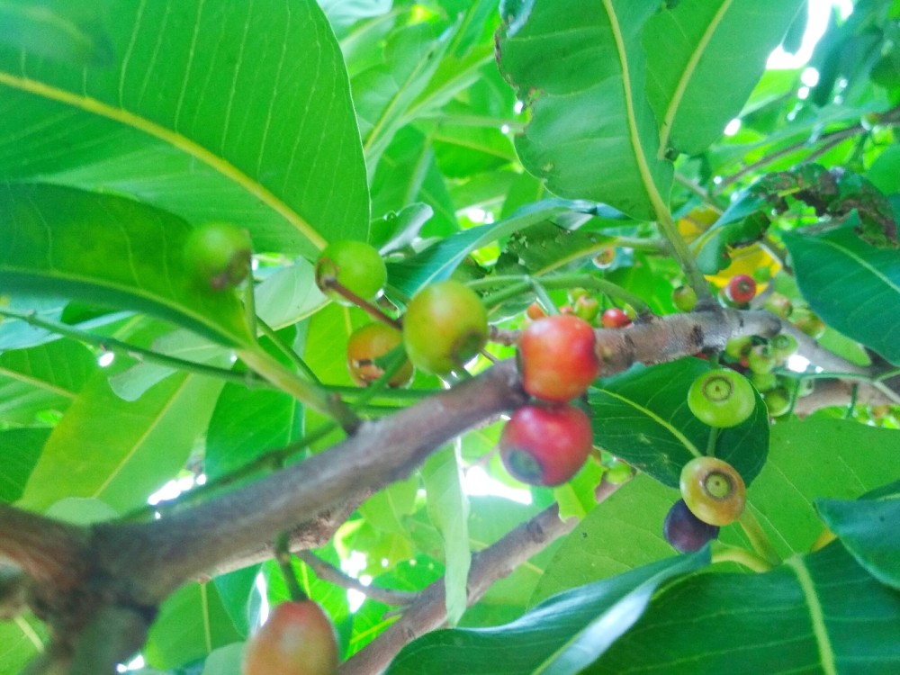 惠州红楼滩公园,看到满树的水翁蒲桃果子,青红相间,挺