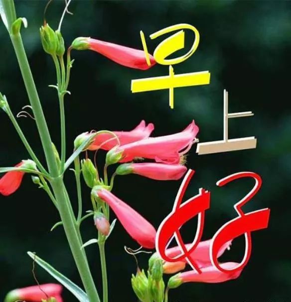 最新版早安问候唯美祝福图片,清晨早上好温馨祝福短信