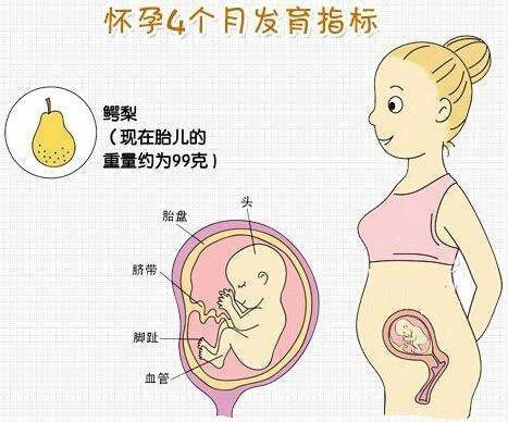 怀孕4个月的 时候,胎儿有多大?在肚子里都做些什么?