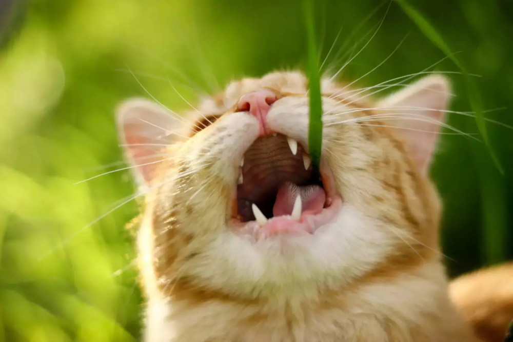 猫行为:解释了10种奇怪的猫行为
