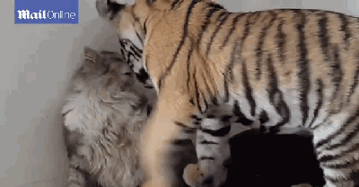 网友家猫被蜜蜂教育了,好好的猫jio变成了