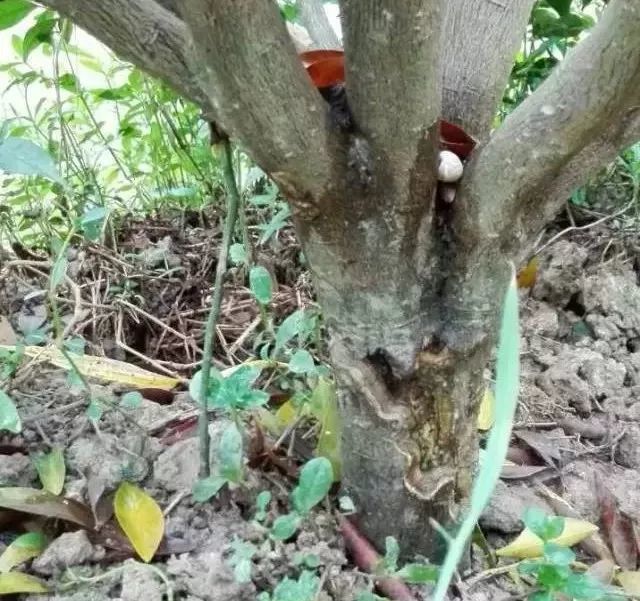 柑橘,树皮