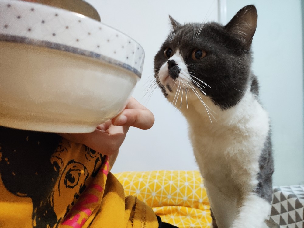 可爱搞笑萌宠,养宠知识趣闻,猫咪馋嘴偷吃,猫主子喵星人,英短蓝白猫咪
