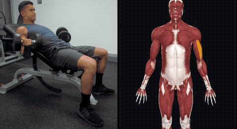 练肱二头肌的3个侧重点你知道吗,长头,短头,肱肌
