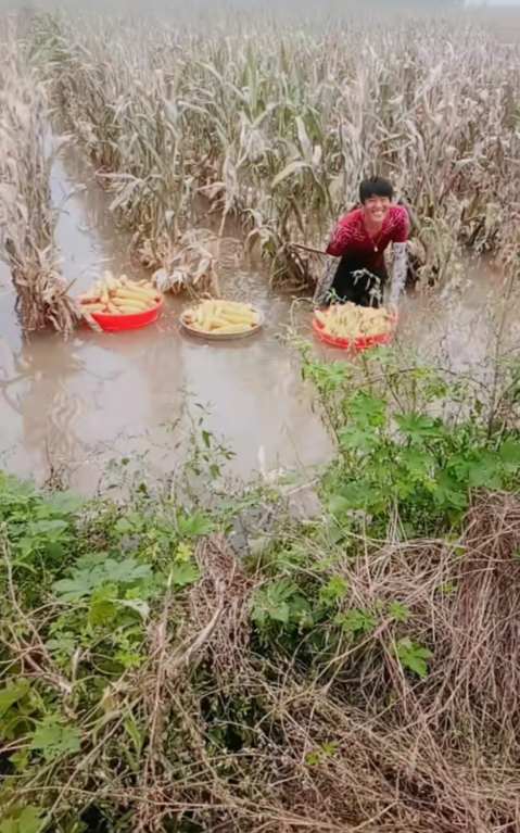 山东临沂:暴雨导致农田被淹,农民在水中捞玉米,网友称