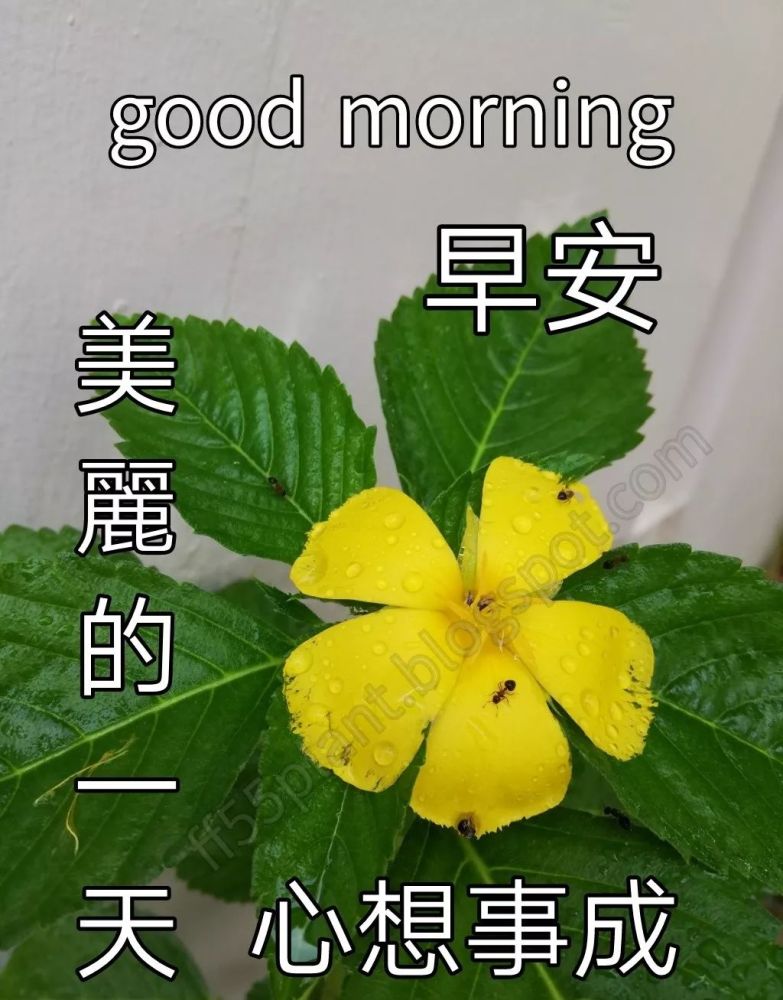 微信早上好特别漂亮的动态图片祝福语,清晨问候早安动态祝福图片
