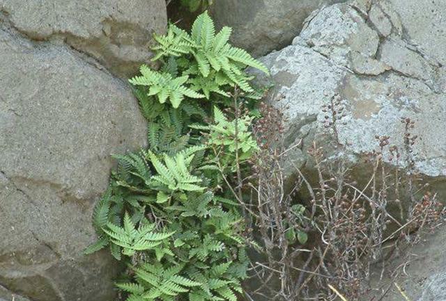 在水井边,有1种"野草"珍贵,人称"井栏草",小时候常见!