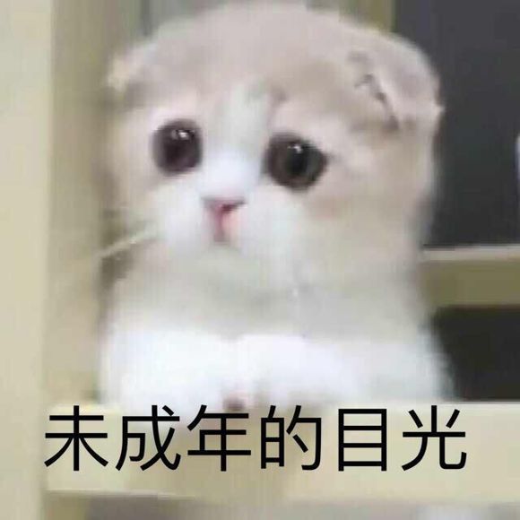 可爱猫咪搞笑表情包:来自未成年人的目光!