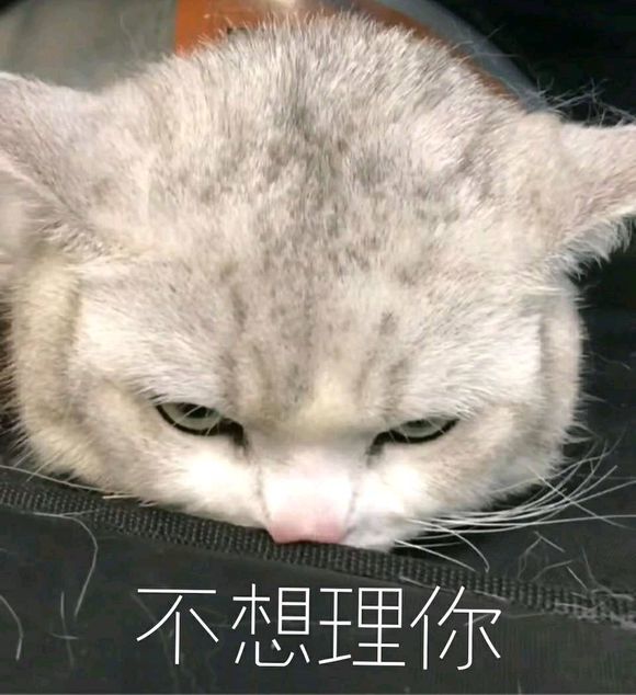 可爱猫咪搞笑表情包:无情嘲笑,哈哈哈哈!