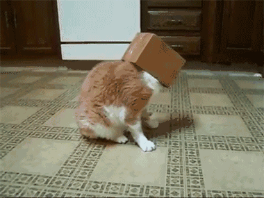 我的猫咪为什么总是一副不太聪明的亚子?-看点快报