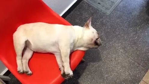 能通过狗狗的睡觉姿势,看出它对主人的态度么?