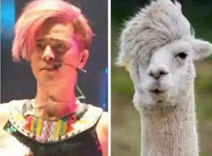 动物撞脸明星?动物:我也是很无赖的好嘛