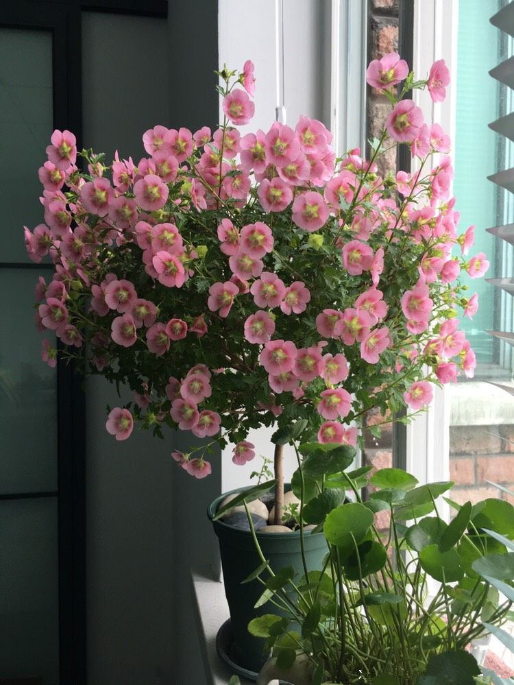盆栽小木槿夏天怎么养?掌握这几点,可安全度夏,四季开花爆盆