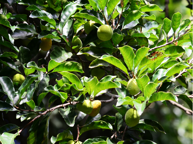 荒野维生野菜系列——桂木果