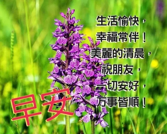 清晨早上好动画表情图片 早上好鲜花祝福图片