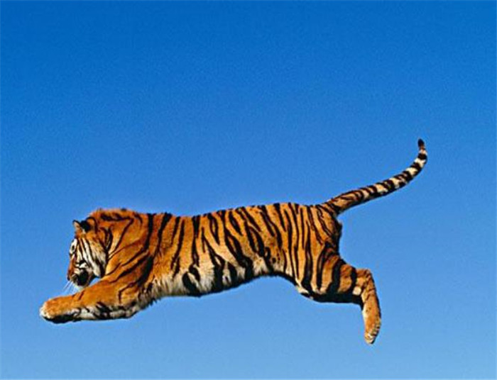 老虎是百兽之王,它真的不会爬树吗?其实这是个错误的说法