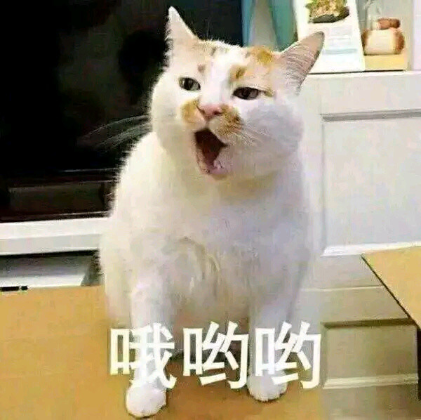 猫咪爆笑图片:我超凶的