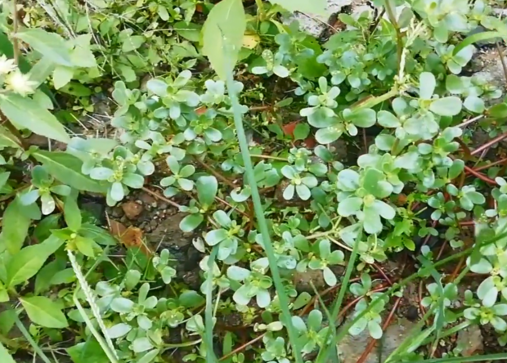 草丛里这种野菜专克痔疮,农村人都知道它,在城里却很难买到