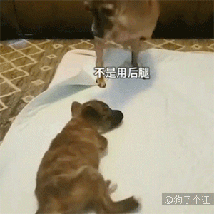 有家人收养了两只没有前爪的狗狗,姐姐教会了妹妹双腿