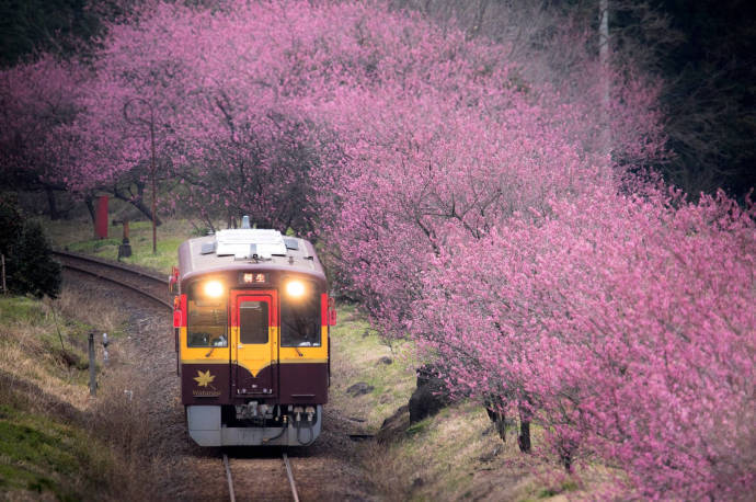 山花烂漫的粉色季·坐上开往春天的火车去旅行