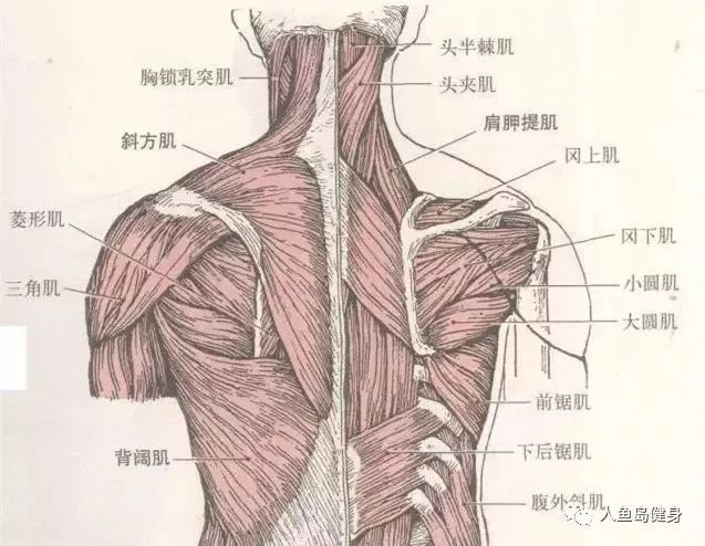 重点训练斜方肌中束以及菱形肌的动作——俯身耸肩!