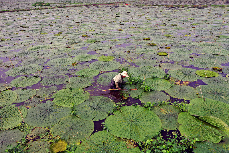 芡实是什么植物?